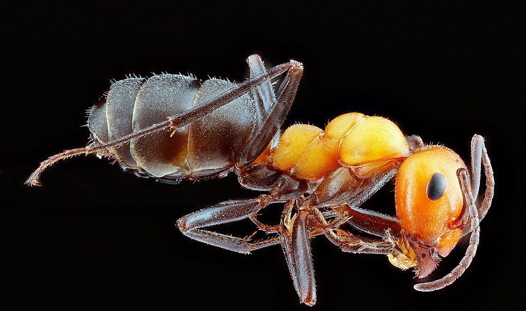 Ant Control service in Troy, MI