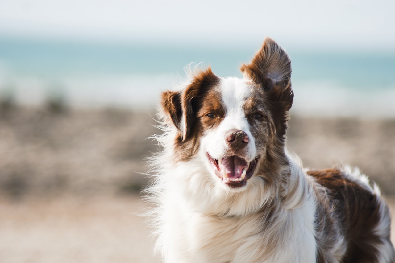 Flea & Tick Control service in Troy, MI