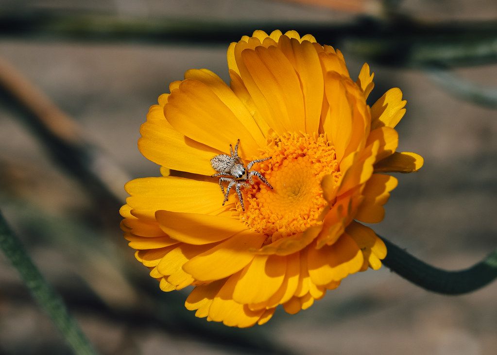 Spider Control service in Troy, MI